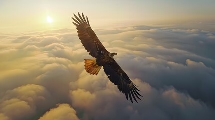 Eagle in flight above the clouds. 