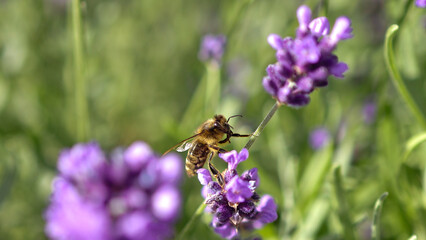 A close-up of a bee on a flower. Lavender with a bee
