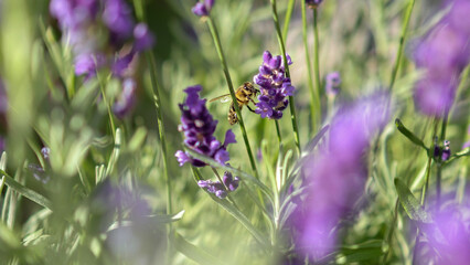 Macro bee on lavender. Flowers