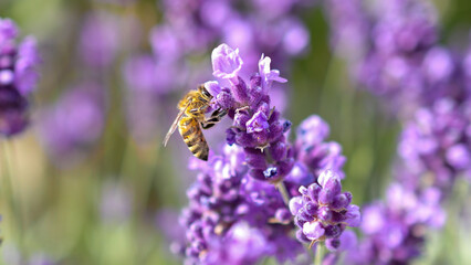 A bee and a flower. Close-up. Lavender