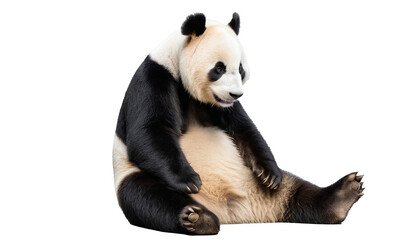 Expressive Giant Panda Bear Gazing into the Camera