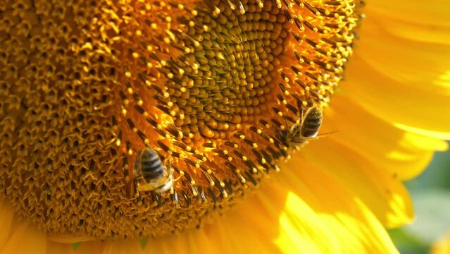Two worker bees on beautiful sunflower. Bee extracts pollen and nectar of flowers. 4K 60fps extreme close-up shot video