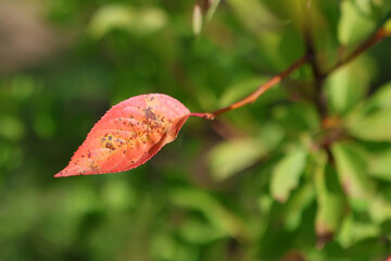 Crimson damaged leaf of a fruit tree.  Gardening.
