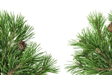 Pine tree branches isolated transparent background, Christmas tree branch frame