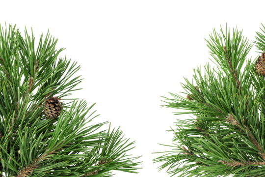 Pine tree branches isolated transparent background, Christmas tree branch frame - Powered by Adobe