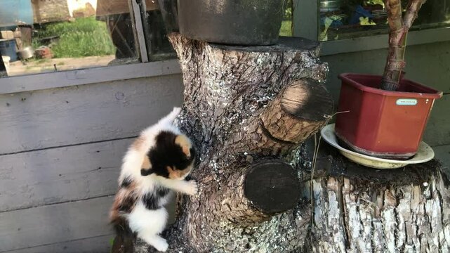 kittens and tree