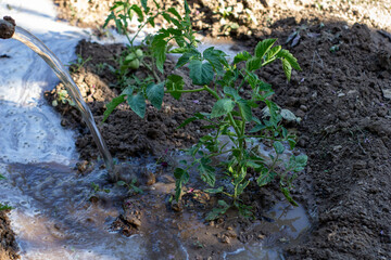 Watering vegetables in the garden