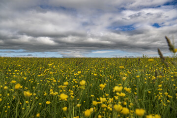 Field of yellow flowers and blue sky with clouds