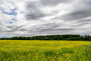 Field of yellow flowers and blue sky with clouds