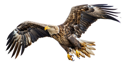 Obraz premium Photograph of a majestic eagle soaring through the sky, its wings outstretched, set on a transparent backdrop.