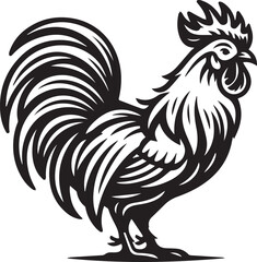 rooster isolated on white background