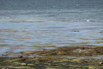 Heron wading through algae at low tide on the Atlantic
