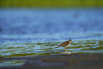 Brodziec piskliwy szuka pożywienia w wodzie przy brzegu.