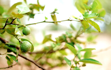 Close up of Lemons from a tree in a lemon grove. Selective focus. Copy space. 