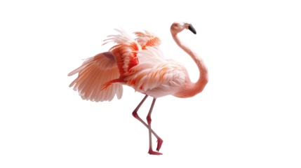 Photograph of a graceful ballerina flamingo balancing on one leg, its pink feathers contrasting against a transparent backdrop.