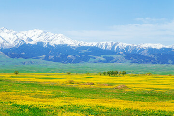 Field of yellow flowers on a clear sunny day. In the background are snow-capped mountains.