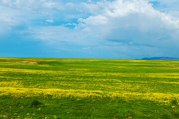 Obraz premium Field of yellow flowers on a clear sunny day. In the background are snow-capped mountains.