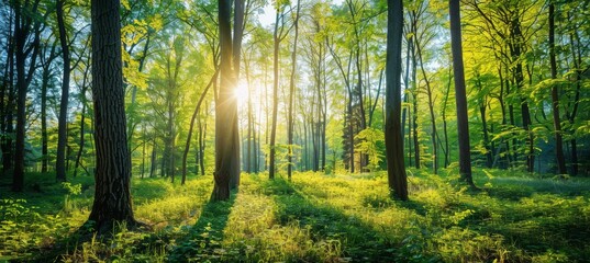 Sunlit Forest Landscape blurred background trees