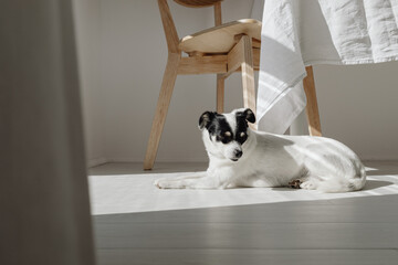 white dog  resting