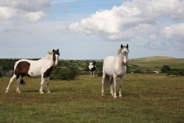 Wild Horses on Bodmin Moor