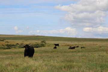 cows on moorland