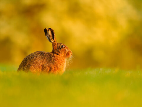 European hare (Lepus europaeus) resting in grassland in sunshine, UK. 