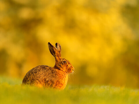 European hare (Lepus europaeus) resting in grassland in sunshine, UK. 