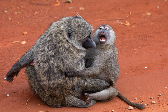 Olive baboon (Papio anubis) sitting on ground with infant, Uganda. 