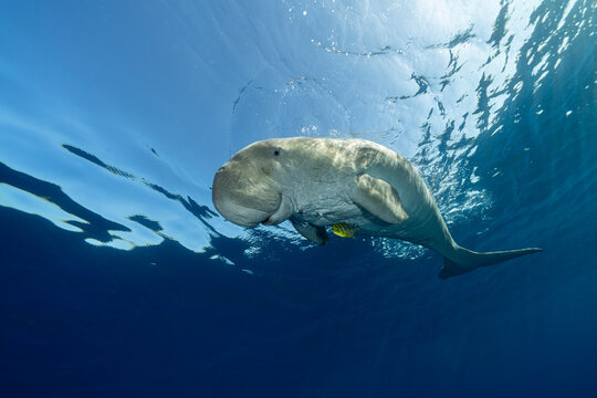 Dugong (Dugong dugon) swimming to the surface to breathe after feeding, accompanied by Golden trevally (Gnathanodon speciosus) juvenile, Marsa Alam, Egypt, Red Sea. 