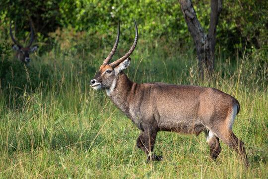 Defassa waterbuck (Kobus ellipsiprymnus defassa) walking through grassland, Lake Mburo National Park, Uganda. 