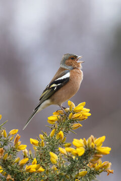 Chaffinch (Fringilla coelebs) male, perched on flowering Gorse (Ulex sp.) singing, Suffolk, UK. February. 