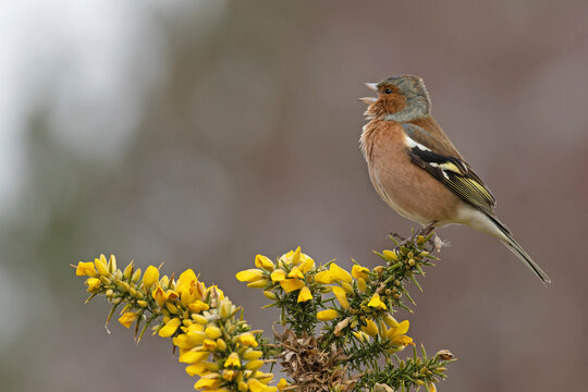 Chaffinch (Fringilla coelebs) male, perched on flowering Gorse (Ulex sp.) singing, Suffolk, UK. February. 