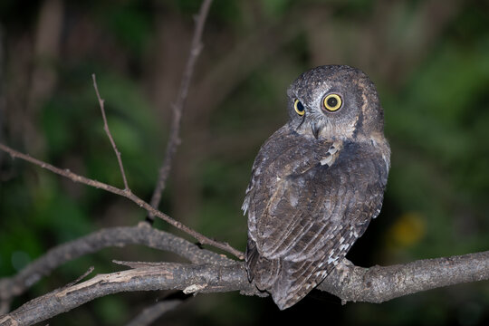  Madagascar scops owl (Otus rutilus) perched on branch, looking back, Ankarana National Park, Madagascar. 