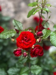 red rose in garden