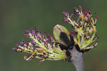 Ash (Fraxinus excelsior) blossom breaking in spring, Dorset, UK. April. 