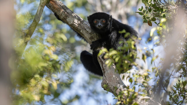 Perrier's sifaka (Propithecus perrieri) sitting in tree, Analamerana special reserve, Madagascar. Critically endangered. 