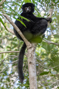 Perrier's sifaka (Propithecus perrieri) sitting in tree, Analamerana special reserve, Madagascar. Critically endangered. 