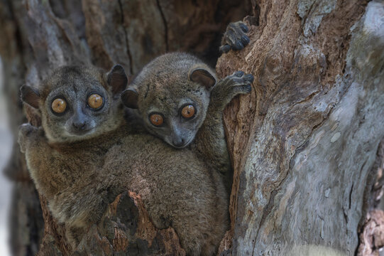 Two Ankarana sportive lemurs (Lepilemur ankaranensis) sitting in tree hole, Analamerana special reserve, Madagascar. Endangered. 