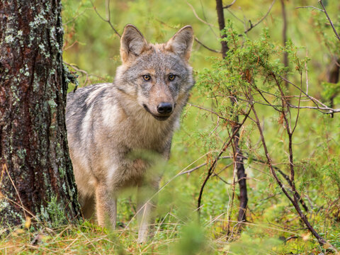 Eurasian wolf (Canis lupus lupus) juvenile, standing next to tree in forest, Finland. October. 
