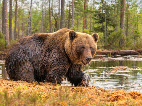 Eurasian brown bear (Ursus arctos arctos) emerging from forest pool, Finland. October. 