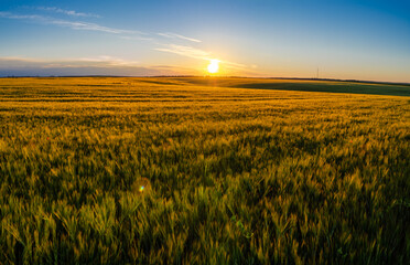 Ears of wheat sways in wind. Evening atmosphere, sunset landscape and golden wheat field.
