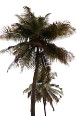 Fototapeta premium A tall palm tree with a dark background, the tree is the main focus of the image.
