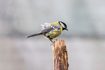 Great Tit perched on branch in British garden looking right