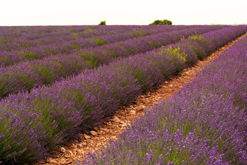Fototapeta premium Natural background of lavender field