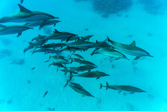 Pod of Spinner dolphins (Stenella longirostris) swimming over shallow sandy lagoon, Marsa Alam, Egypt, Red Sea. 