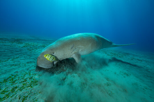 Dugong (Dugong dugon) feeding on a Seagrass meadow (Halophila stipulacea) on seabed, accompanied by Golden trevally (Gnathanodon speciosus) juvenile, Marsa Alam, Egypt, Red Sea. 