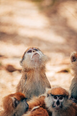 Monkeys of Senegal