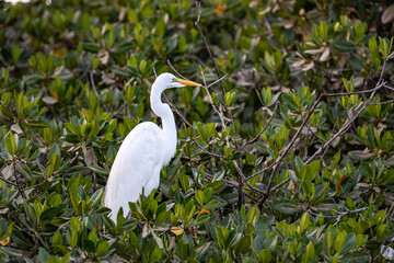 Birds of Senegal