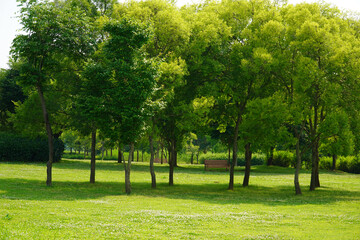 Naklejka premium trees in the park