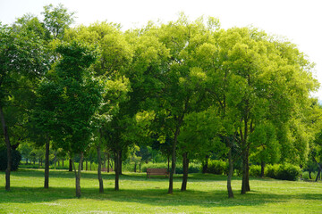 trees in the park